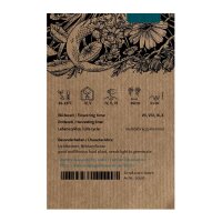 Solidage verge dor (Solidago virgaurea) graines