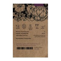 Pissenlit (Taraxacum officinale) graines