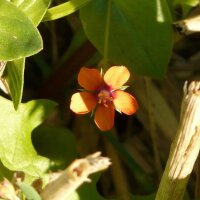 Mouron rouge (Anagallis arvensis) graines