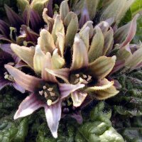 Mandragore (Mandragora officinarum) graines