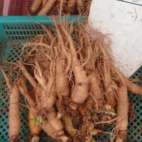 Ginseng (Panax ginseng) graines