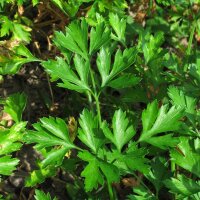 Persil italien (Petroselinum crispum var. neapolitanum)...