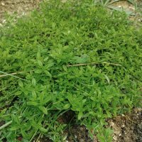 Thym dorange (Thymus fragrantissimus) graines