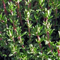 Thym (Thymus vulgaris) graines