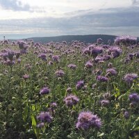 Phacélie à feuilles de tanaisie (Phacelia...