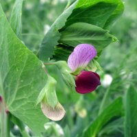 Pois mangetout dhiver Frieda Welten (Pisum sativum) bio...