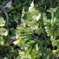 Primevère officinale (Primula veris) bio semences