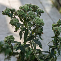 Menthe des montagnes (Pycnanthemum pilosum) bio semences